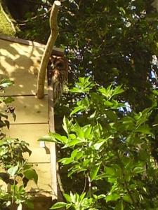 'Morris' the shepherd's hut and woodland hot tub experience外面的花园