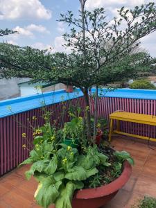 a potted tree in a pot next to a bench at Hotel An Nhien in Buon Ma Thuot