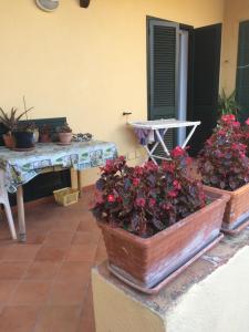 a patio with a table and a potted plant at LA CASETTA DI ERIKA in Lacco Ameno
