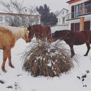 um grupo de cavalos a comer feno na neve em La Crota B&B em Asti
