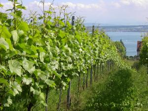 a row of vineyards with the ocean in the background at Haus Meersburg Garten in Meersburg