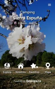 un primer plano de un árbol con flores blancas en Camping Sierra Espuña, en El Berro
