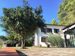 a white house with a tree in front of it at Casa Bianca Villa pool with sea view, fenced garden, barbecue by ToscanaTour in Castellina Marittima