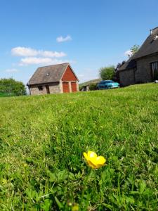 uma flor amarela na relva num quintal em The Barn Annexe, Cefn-Yr-Allt em Crickadarn