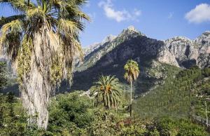a group of palm trees and mountains in the background at Hiker's TownHouse in Sóller