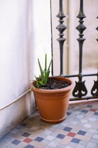 una planta en una olla sentada junto a una pared en Hostal Eixample, en Barcelona