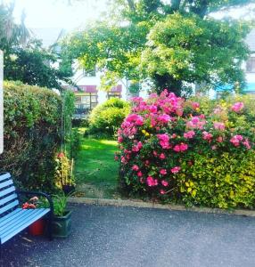 a blue bench in a garden with pink flowers at Ashe's Accommodation - Room only in Dingle