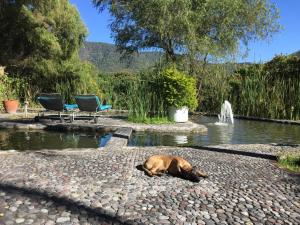 Gallery image of Los Naranjos Hotel Boutique in Xalostoc
