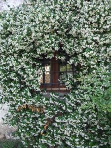 une brousse avec des fleurs blanches devant une fenêtre dans l'établissement Agriturismo Cascina Rossano, à Provaglio d'Iseo