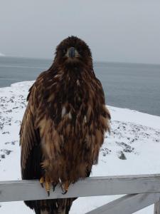Fotografie z fotogalerie ubytování Eagle View v destinaci Nuuk