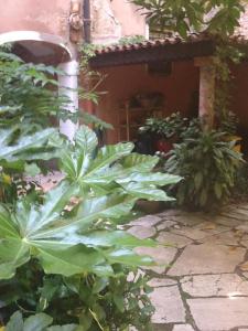 a garden with large green plants in front of a building at San Marco Garden House in Venice