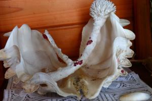 Billede fra billedgalleriet på Pension Kongo Baru i Tokunoshima + 16 billeder