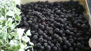 a pile of blackberries in a box next to some lettuces at Chambre d'Hôte ROMARICA in Saint-Sigismond