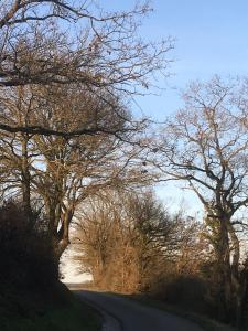 una strada con alberi sul lato di Genieterke a Somme-Leuze