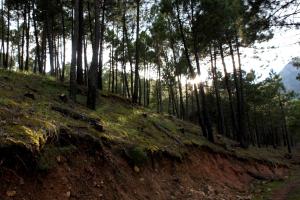 a dirt road in a forest with trees on a hill at Casa Mercedes in Molinicos +1 photo