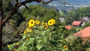 Příroda nedaleko apartmánu