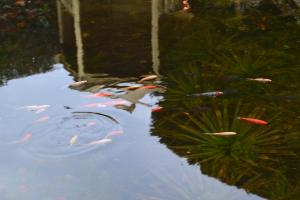 a group of koi fish swimming in a pond at Sunnycroft in Sutton on Sea