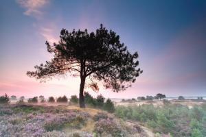 a tree in the middle of a field with purple flowers at The Barnyard in Balinge