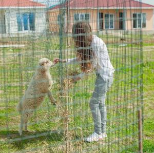 a woman petting a sheep through a fence at Paradise Investment Resort in Tʼelavi