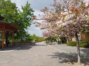 ブダペストにあるBudaSmile Appartment @ Buda Castle - FREE parkingの歩道にピンクの花を咲かせる木