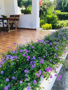 A garden outside Villa sul mare Rosa Marina
