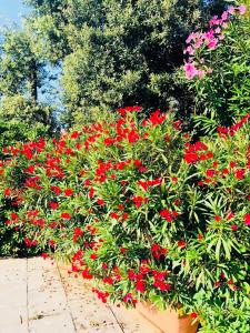 A garden outside Villa sul mare Rosa Marina