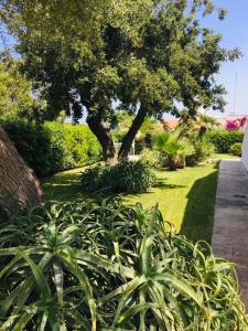 A garden outside Villa sul mare Rosa Marina