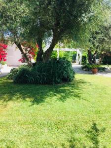 A garden outside Villa sul mare Rosa Marina