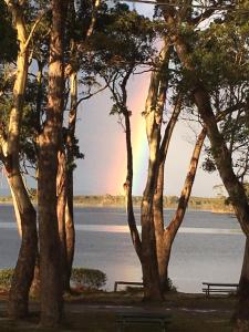 a group of trees with a bench in front of a lake at Gull Apartment in Strahan