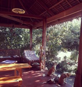 Jardin de l'établissement Lazy Lizard Hostel