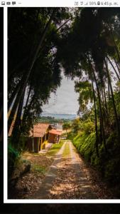 un camino de tierra con árboles y una casa en él en Alojamiento Campestre Cabañas Mirador Ingrumá Riosucio Caldas en Riosucio