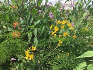 a garden filled with lots of different types of flowers at The Pool House in Saint Philip