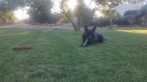 a dog laying in the grass with a stick in its mouth at Masseria Fachechi in Nardò +4 photos