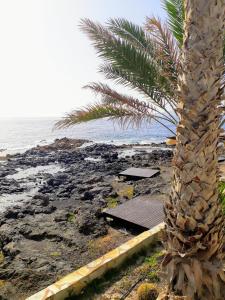 una palma seduta accanto a una spiaggia con l'oceano di Tu rincon en Playa de Melenara a Telde
