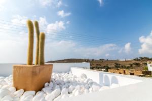 un cactus se sienta en un lado de un edificio blanco en Aegean colors Tinos en Tinos Town