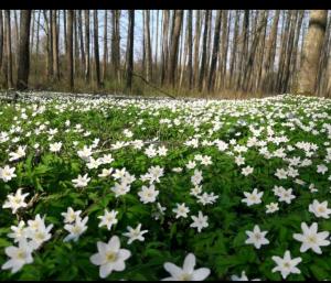 un campo de flores blancas en un bosque en Pulemchanka, en Pulemets