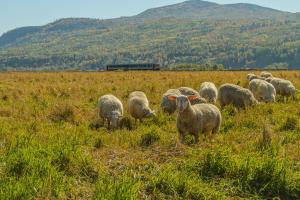 a herd of sheep grazing in a field of grass at Hôtel & Spa Le Germain Charlevoix in Baie-Saint-Paul