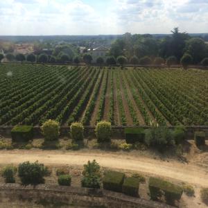 uma vista aérea de uma grande vinha em Bois Mort farm em Gourgé