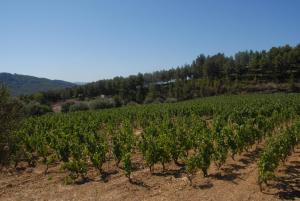 Gallery image of Le Mas des Vignes in Bandol +27 photos