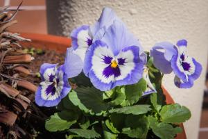 Fotografie z fotogalerie ubytování Hotel Do Campo v destinaci Ribeira Brava