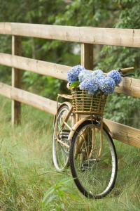 ein Fahrrad mit einem Korb voller blauer Blumen in der Unterkunft Apart & Tour in Puerto Varas