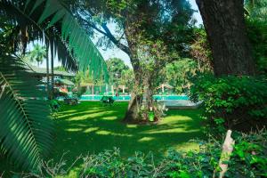 a green yard with a tree and a pool at Hotel Elais Kinshasa in Kinshasa