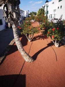 eine Palme auf einem Gehweg mit blühenden Pflanzen in der Unterkunft Apartamento Anaca in Playa Blanca