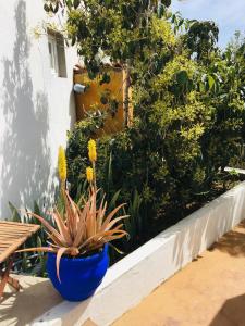 een blauwe pot op een richel met planten bij Apartamentos y Habitaciones Villa Marina in La Caleta
