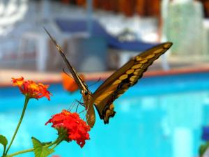 a butterfly is flying over a flower at Hotelito Swiss Oasis - Solo Adultos in Puerto Escondido