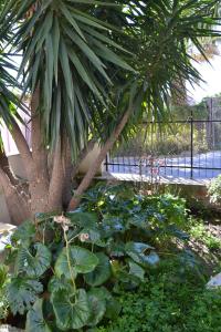 a garden with a palm tree and green plants at Zia Peppina in Tertenìa