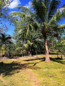 eine Palme auf einem Feld mit einer unbefestigten Straße in der Unterkunft Walkerz Inn in Panglao