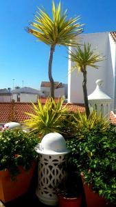 un groupe de plantes en pot et de palmiers sur un toit dans l'établissement Casa Típica Junto a la Playa, à El Rompido