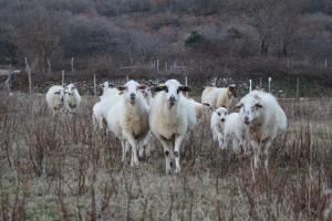 a herd of sheep standing in a field at Apartments Capic in Baška
