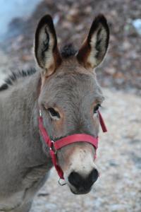 a donkey with a red bridle on its face at Apartments Capic in Baška